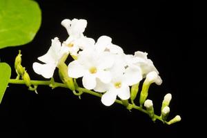 primo piano del fiore bianco foto