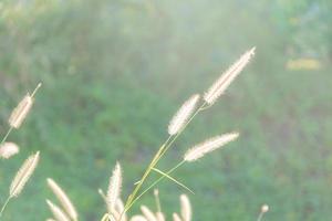 fiori di erba su sfondo verde foto