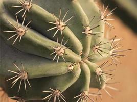 primo piano di un cactus foto