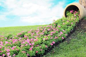 fiori e vaso foto