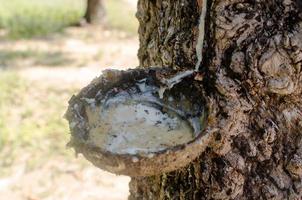 toccare un albero della gomma foto