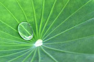 acqua sulla foglia di loto foto