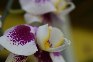 bellissimo tigre orchidea fiori foto