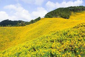 paesaggio in thailandia con fiori gialli foto