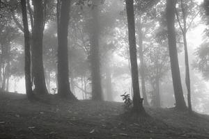 nebbia nella foresta foto