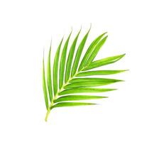 ramo di palma verde brillante curvo foto