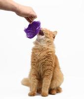 adulto Zenzero soffice gatto giochi con un' viola piuma su un' bianca sfondo, divertente foto