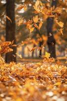caduta asciutto giallo acero le foglie su un autunno foto