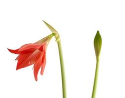 hippeastrum striato fioritura rosso germoglio isolato su bianca sfondo foto