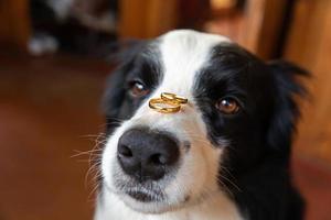 volontà voi sposare me. divertente ritratto di carino cucciolo cane confine collie Tenere Due d'oro nozze anelli su naso, vicino su. Fidanzamento, matrimonio, proposta concetto. foto