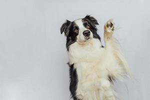 simpatico cucciolo di cane border collie con faccia buffa isolato su sfondo bianco. simpatico cane da compagnia. concetto di vita animale da compagnia. foto