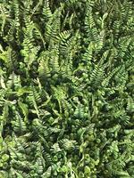 foglie di felce verde foto