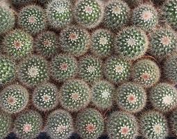 gruppo di cactus foto