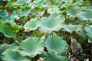 foglie di loto verde foto