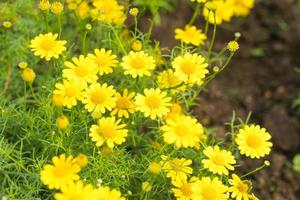 fiori margherita gialla nel parco