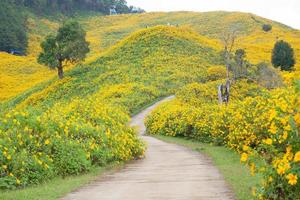 strada tra i campi di fiori foto