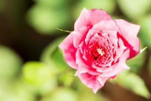 primo piano della rosa rossa foto