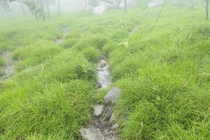 ruscelli che scorrono dalle montagne foto