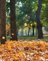 autunno città parco con alberi e asciutto giallo le foglie foto