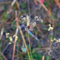 coccinella si siede su un' asciutto ramo di un' fiore nel il foresta foto