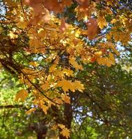 autunno città parco con alberi e asciutto giallo le foglie foto