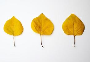 tre giallo secco albicocca le foglie su un' bianca sfondo foto
