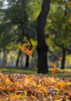 Visualizza di il autunno città parco con alberi e asciutto giallo le foglie foto