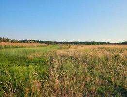 selvaggio steppa su un' estate giorno, Ucraina foto