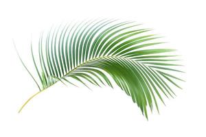 foglia di palma tropicale foto