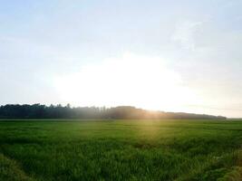 riso campo e cielo sfondo a tramonto tempo con sole raggi. panorama di riso i campi nel il sera foto