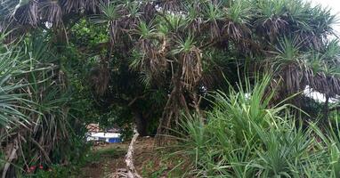 denso, verde e bellissimo Pandanus spiaggia su il bordo di il ferro ponte su il spiaggia foto