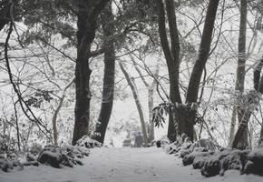 jeju bijarim foresta e neve foto