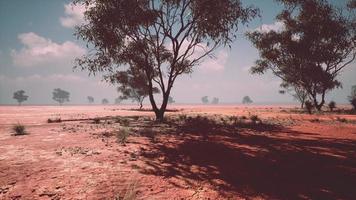 africano paesaggio con un' bellissimo acacia alberi foto