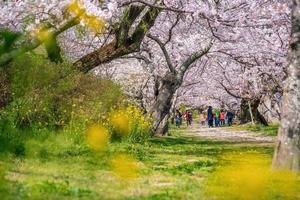 ciliegia fiorire a kintaikyo ponte iwakuni città, Giappone foto