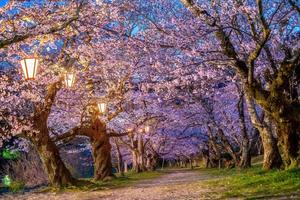 ciliegia fiorire a kintaikyo ponte iwakuni città, Giappone foto