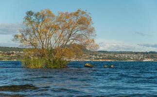 albero i cambiamenti il colore le foglie nel autunno stagione e crescita nel il d'acqua dolce di lago tortora il maggiore d'acqua dolce lago nel nuovo zelanda. foto