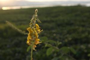 crotalaria striata. il bellezza di fiori di il lago foto