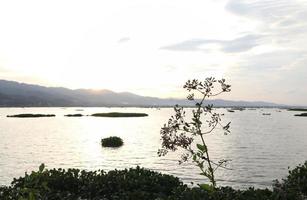 silhouette di erba su il lago a tramonto foto