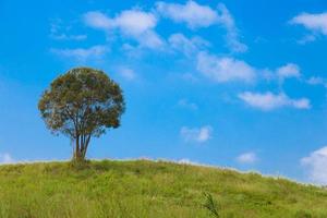 albero sulla collina foto