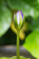 loto blu in fiore, primo piano foto