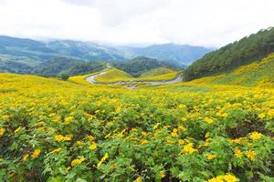 fiori gialli in thailandia foto