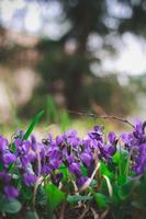 vicino su piantare primavera viola fiori nel giardino concetto foto