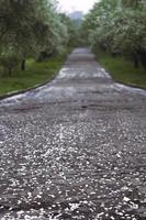 vicino su bianca petali su terra nel parco concetto foto