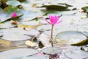 fiori di loto in uno stagno foto