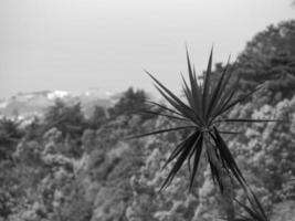 l'isola di Madera foto