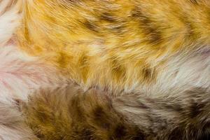 primo piano di pelliccia di gatto per texture o sfondo foto