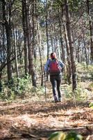 parte posteriore delle donne che fanno un'escursione con lo zaino attraverso una foresta di pini foto