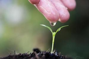 primo piano di un giovane germoglio in crescita foto