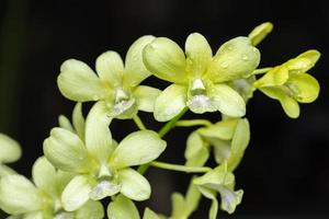 bellissimo orchidea fiore fioritura a piovoso stagione. dendrobium orchidea foto