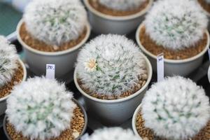 vicino su di cactus succulento impianti foto